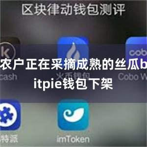 农户正在采摘成熟的丝瓜bitpie钱包下架